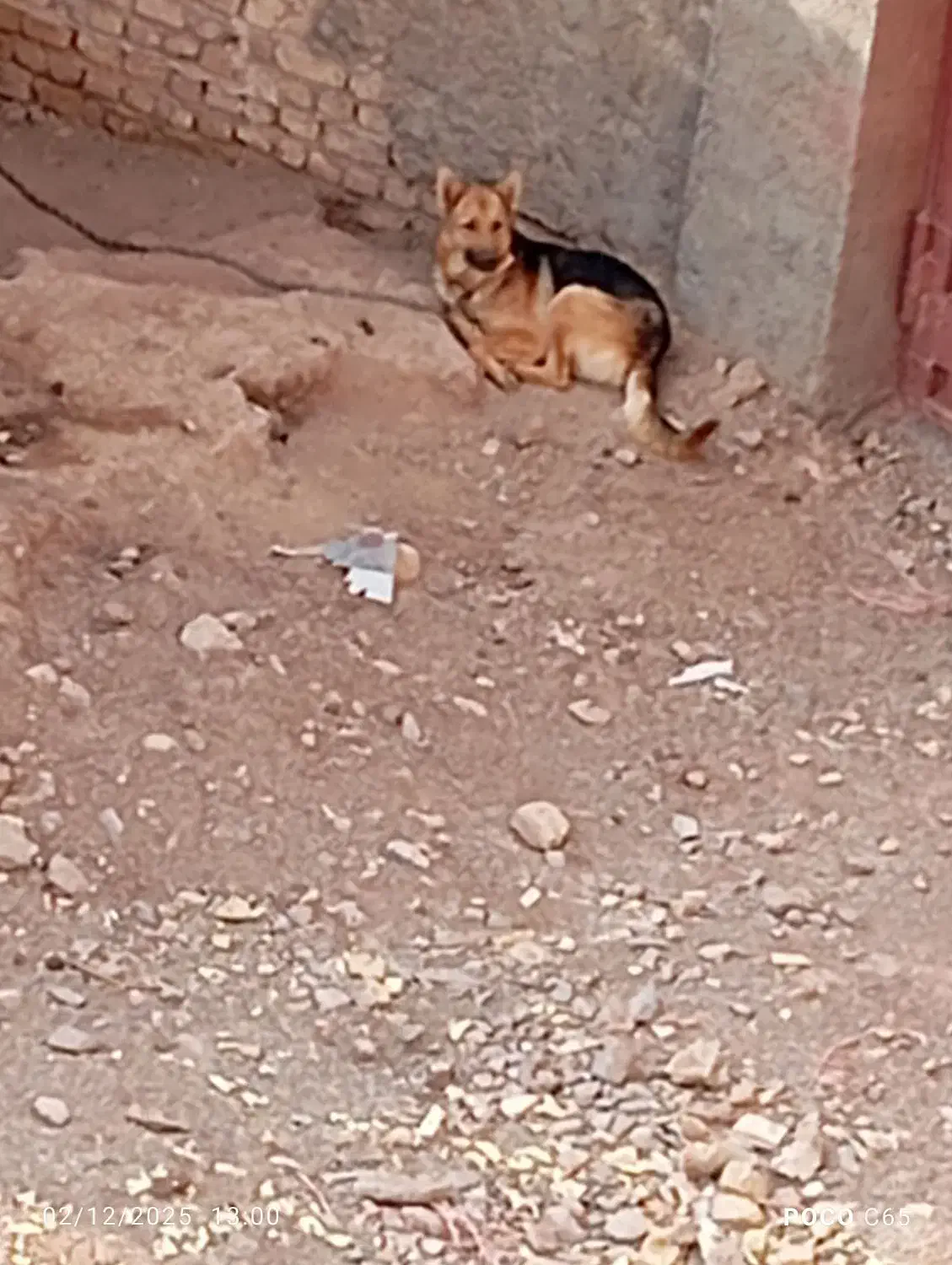 سگ ژرمن|سگ|قزوین, |دیوار