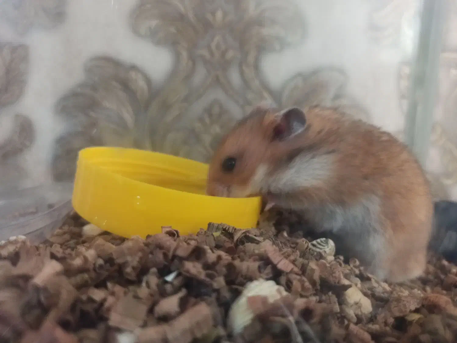 همستر دورنگ خوشگل حالت سنجابی|موش و خرگوش|قزوین, |دیوار