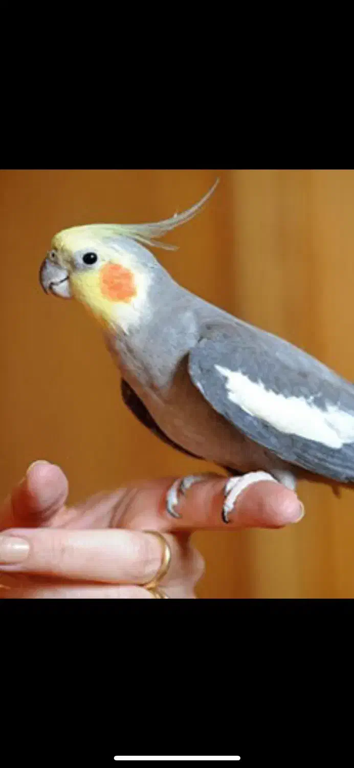 عروس هلندی|پرنده|شوشتر, |دیوار