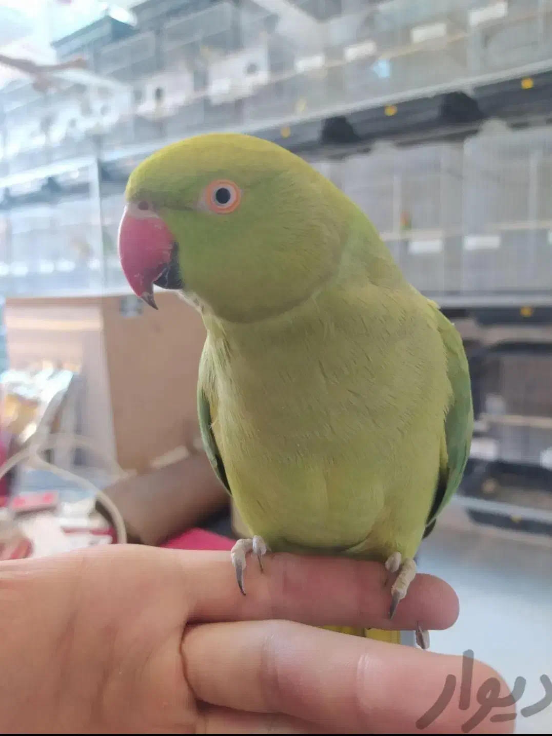 کشور گیرینچیک ملنگو راهب شاه طوطی سخنگو ضمانت ۵سال|پرنده|تهران, سلسبیل شمالی|دیوار