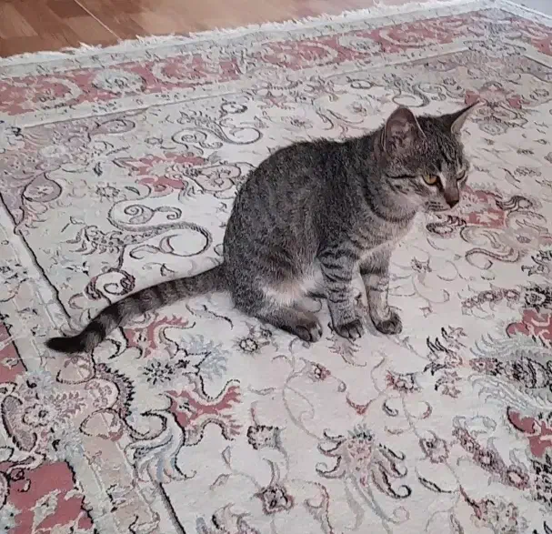 واگذاری رایگان گربه|گربه|نوشهر, |دیوار