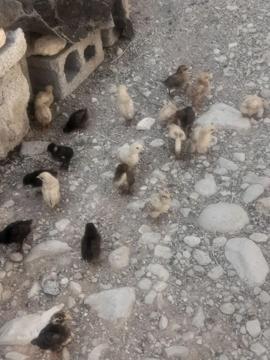 فروش دوعددمرغ باجوجه|حیوانات مزرعه|لنده, |دیوار