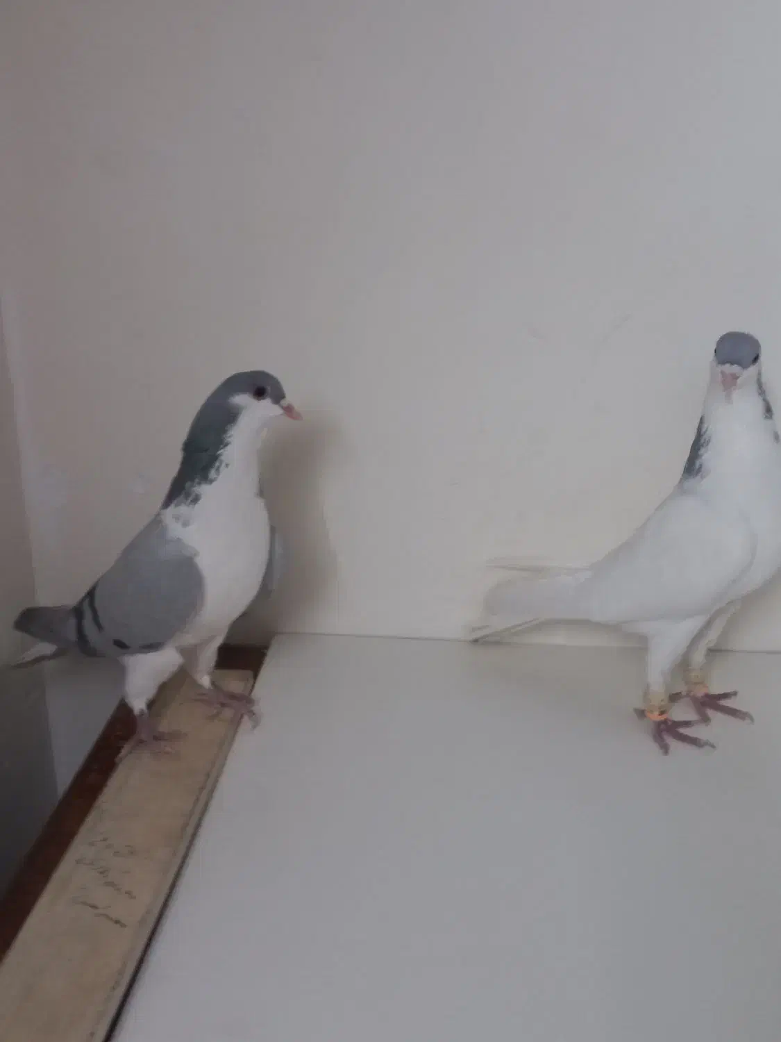 شصتی نر بدرنگ ماده|پرنده|اقبالیه, |دیوار