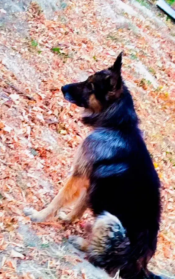 سگ ژرمن|سگ|اردبیل, |دیوار