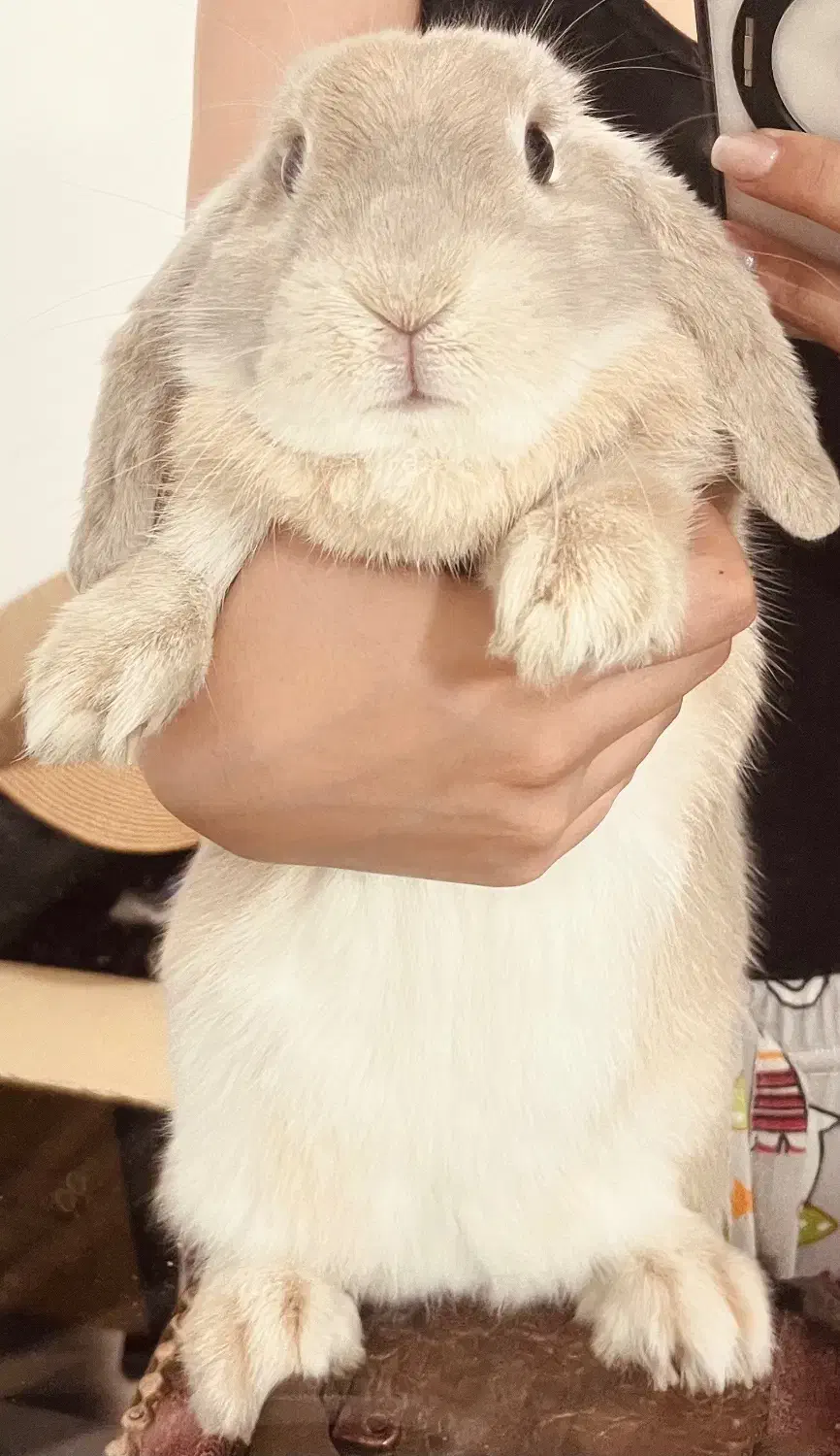 خرگوش گمشده در محدوده بومهن|حیوانات|بومهن, |دیوار