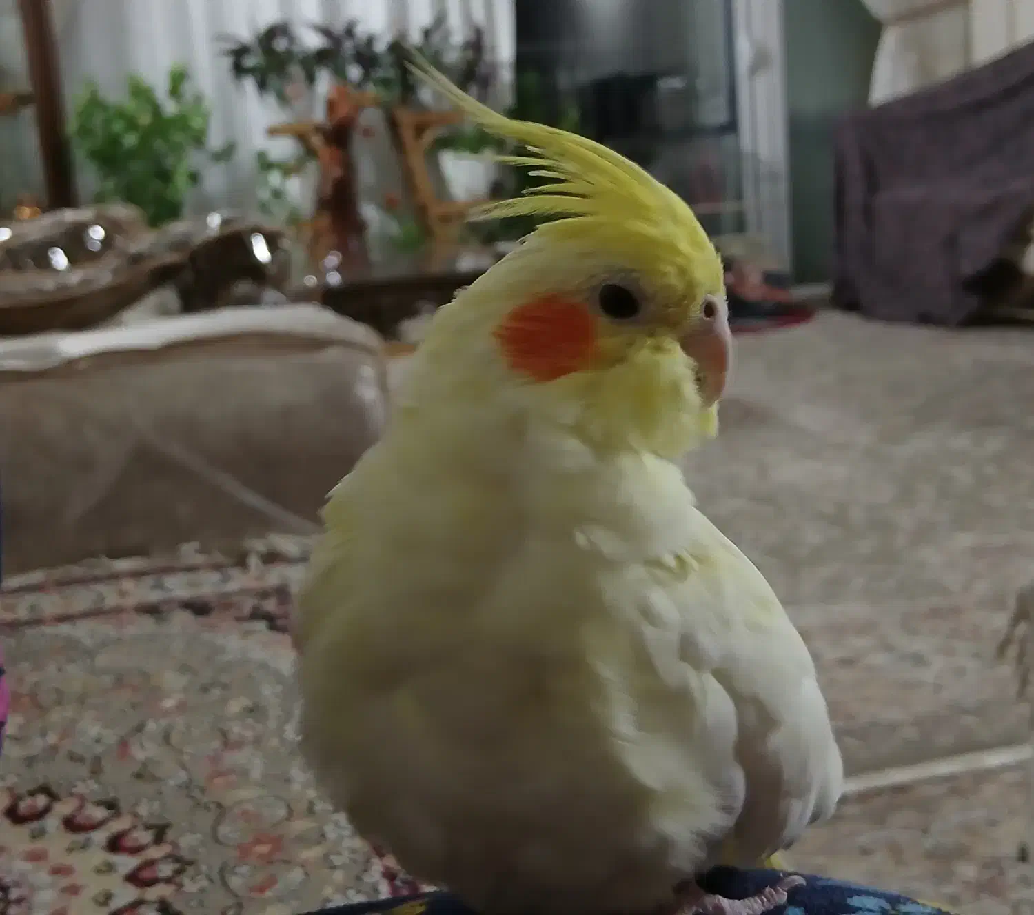 عروس هلندی لوتینو لپ هلویی یکساله،، نیمه دستی|پرنده|اصفهان, جاوان|دیوار