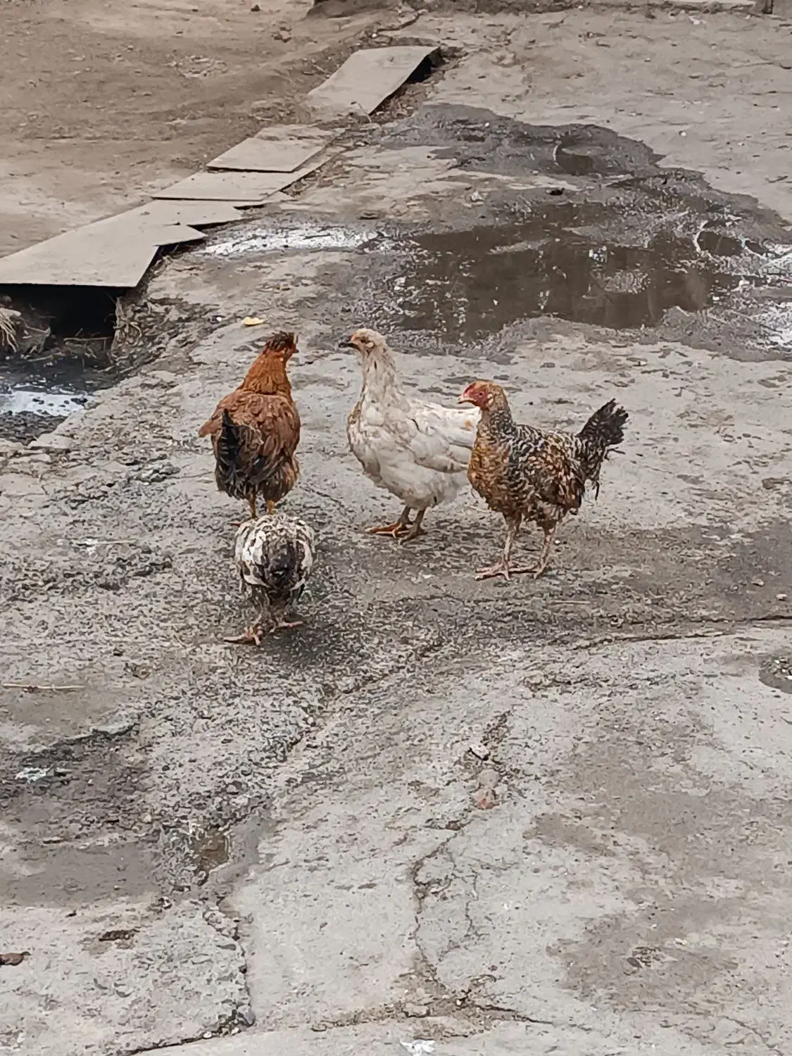 جوجه مرغ|حیوانات مزرعه|قیامدشت - خاورشهر, |دیوار