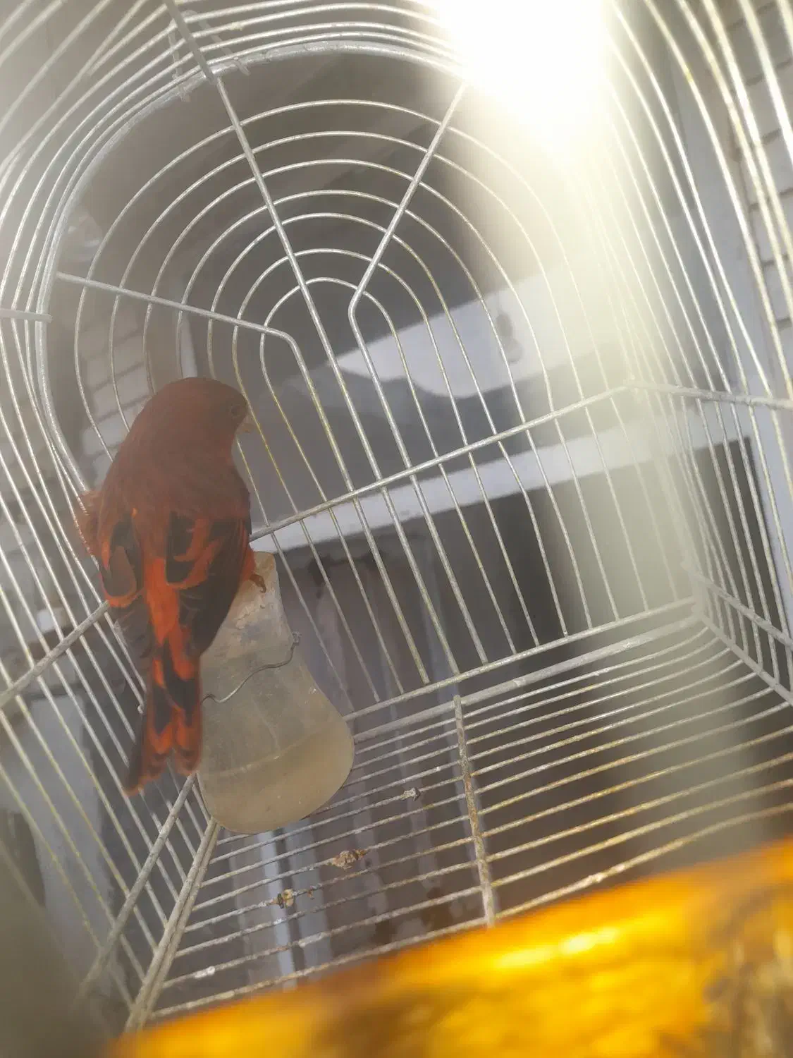 سهره قناری سرخ مست|پرنده|شیراز, شیخ علی چوپان|دیوار