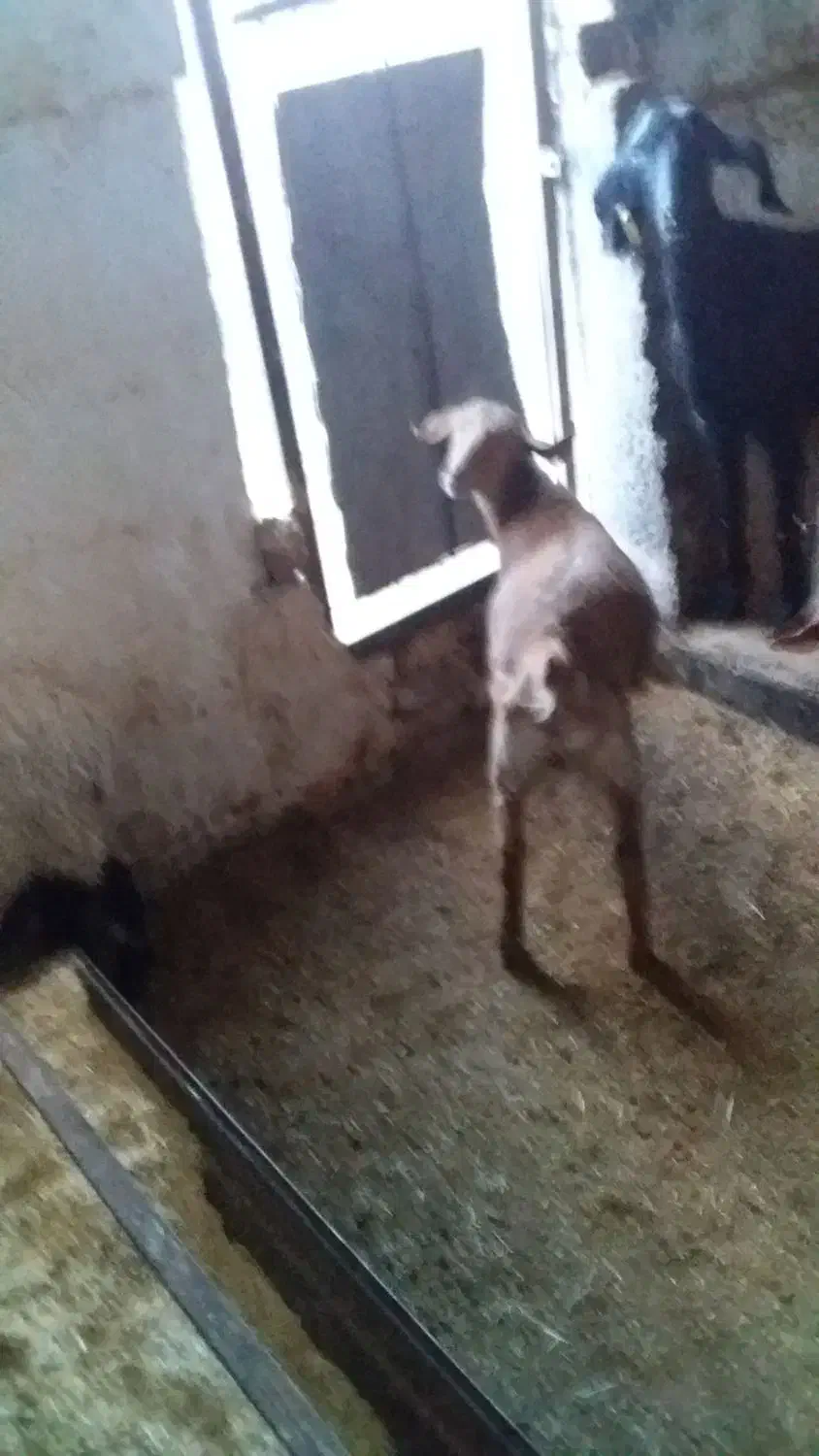 سلام سه بزغاله ماده بایک بز|حیوانات مزرعه|بیرجند, |دیوار