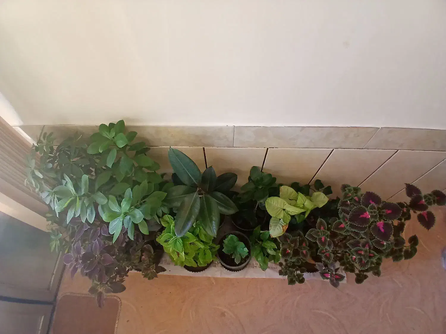 گلهای بسیار زیبا|گل و گیاه طبیعی|شهرکرد, |دیوار