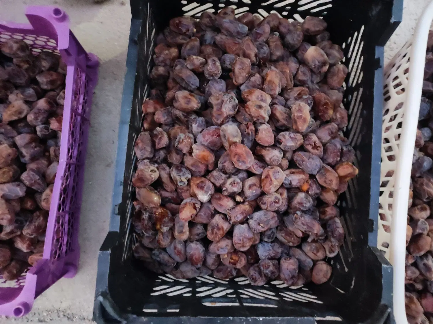 خرما|خوردنی و آشامیدنی|بوشهر, |دیوار