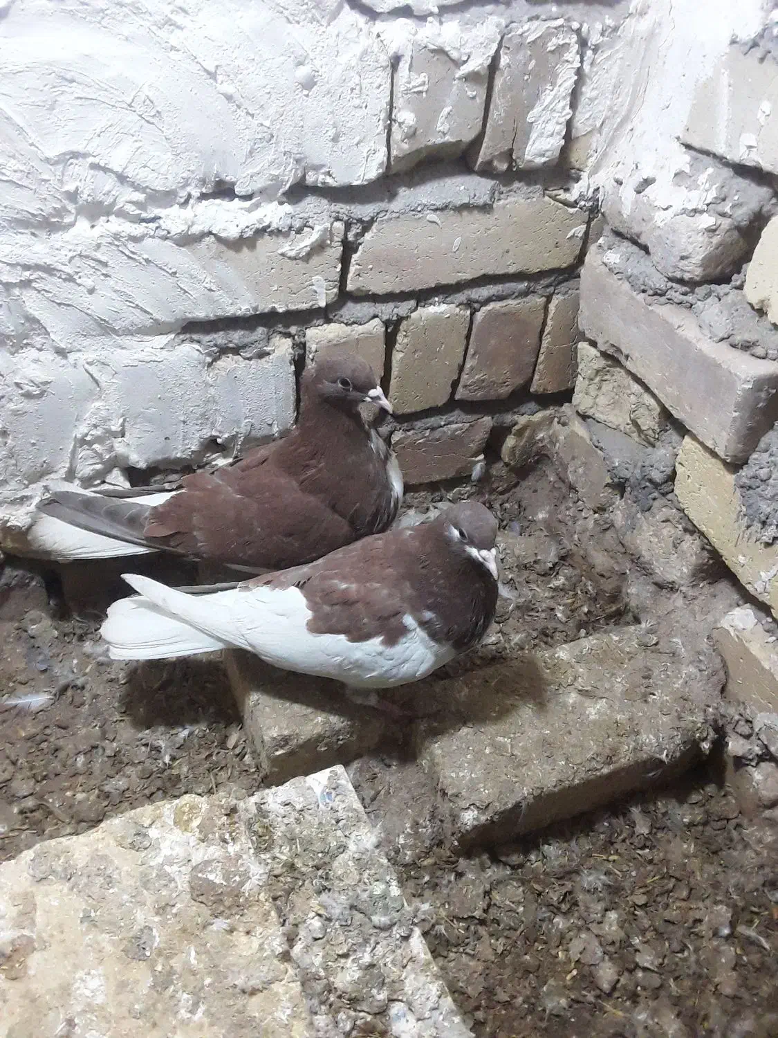 کبوتر بدرنگ|پرنده|شال, |دیوار