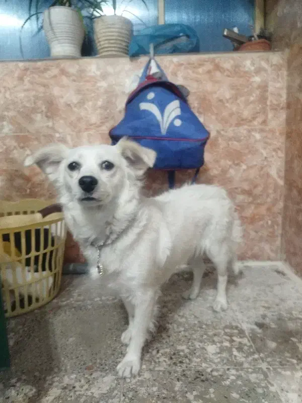 سگ آپارتمانی|سگ|دزفول, |دیوار