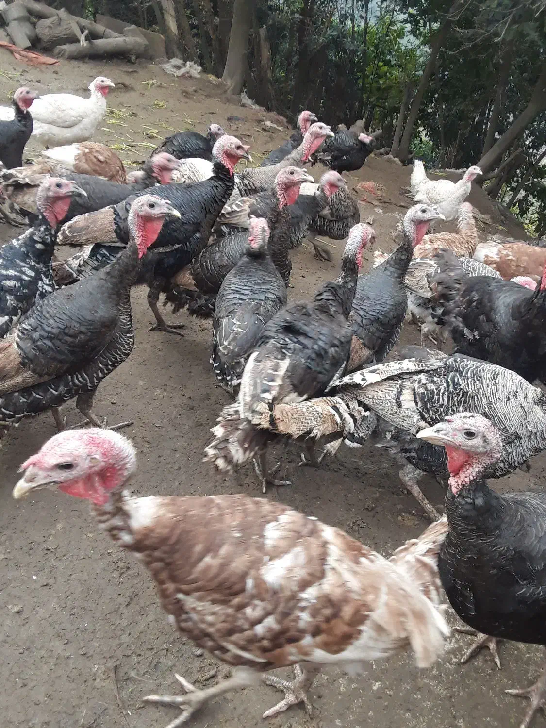 بوقلمون محلی ارگانیک|حیوانات مزرعه|املش, |دیوار