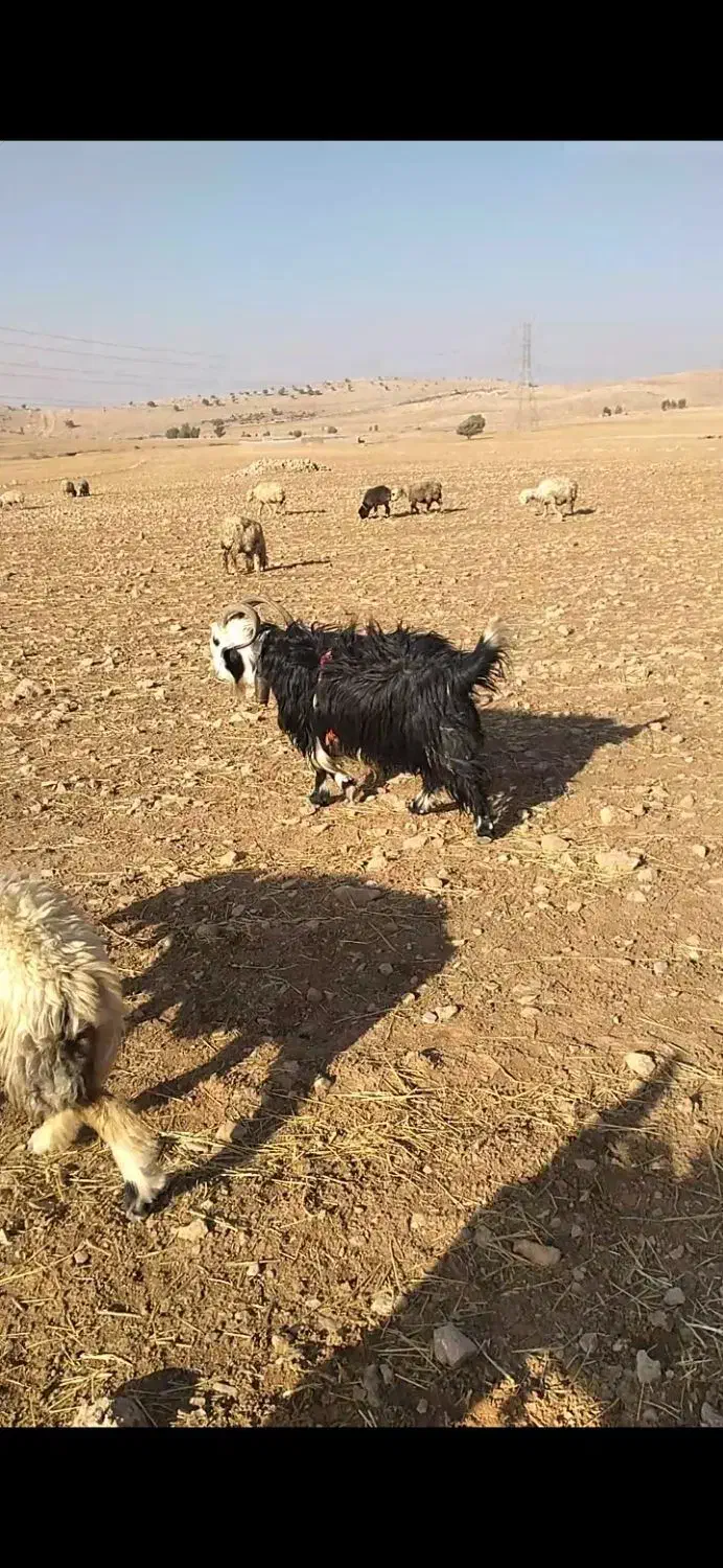 دوبر روزگاری ۴رون جلو رو|حیوانات مزرعه|ایذه, |دیوار