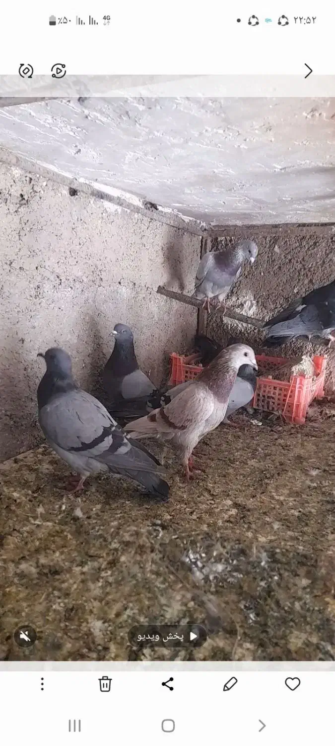 کبوتر|پرنده|چرداول, |دیوار