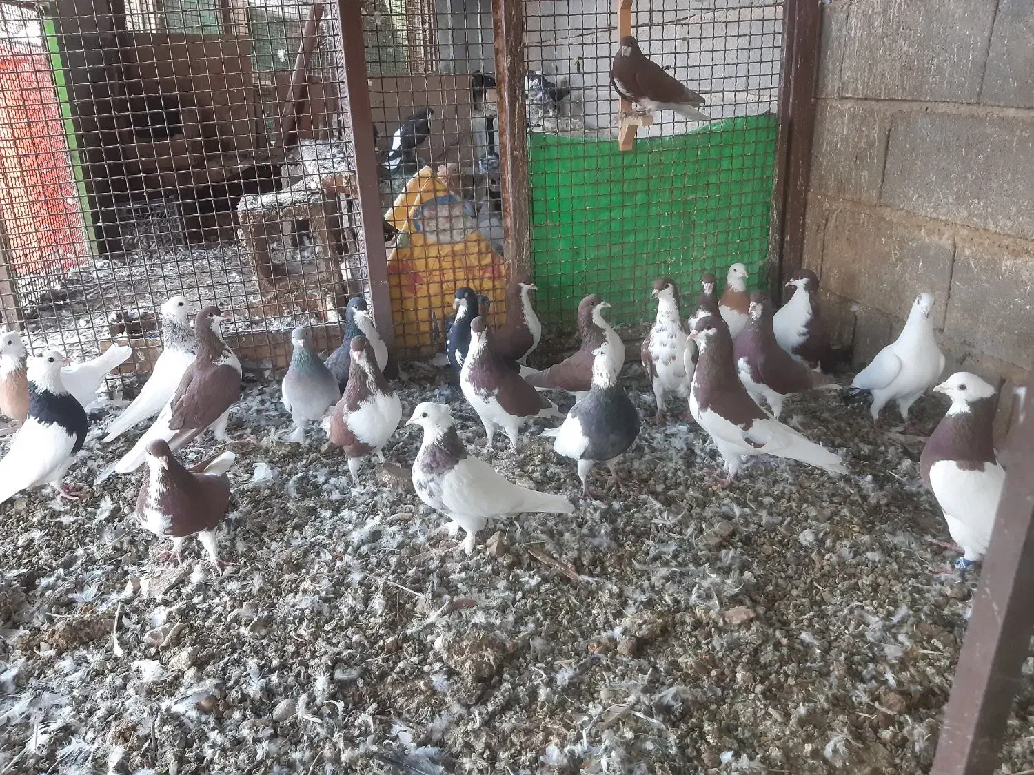 کبوتر خوشرنگ .در گویم .گو دگویم آفتاب ۲|پرنده|شیراز, شهرک قمشه|دیوار