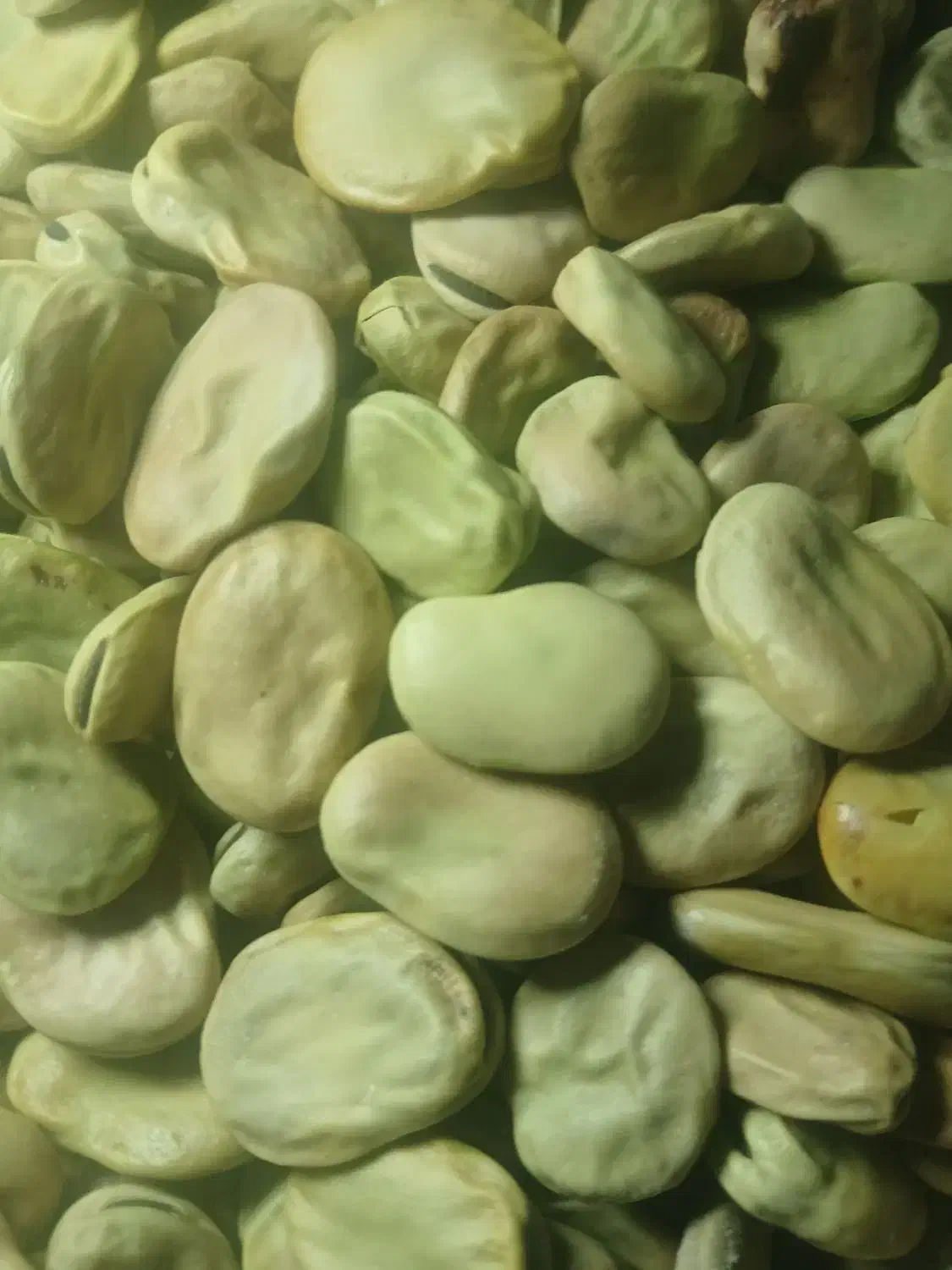 باقالی|خوردنی و آشامیدنی|گل تپه, |دیوار