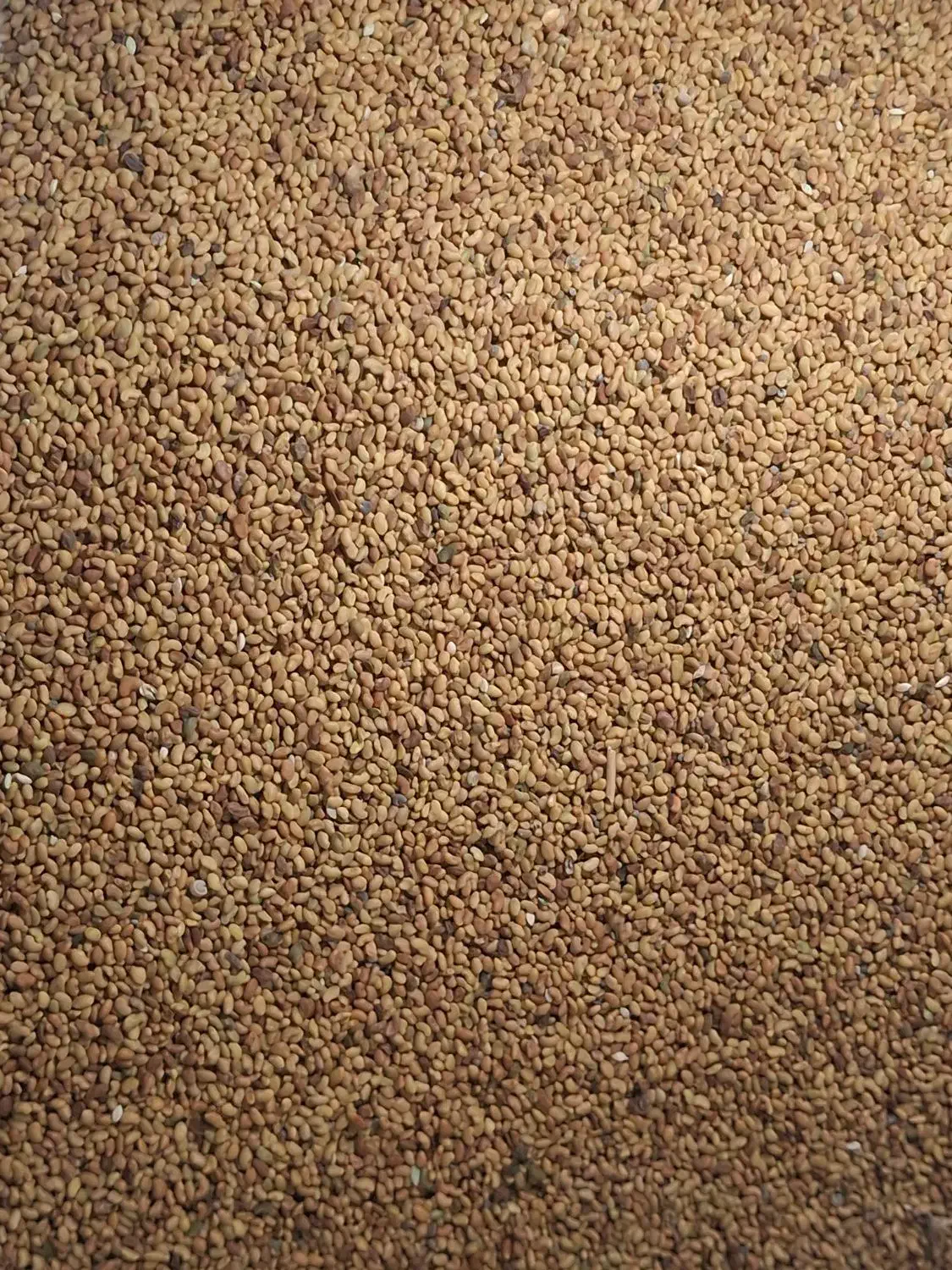 بذریونجه محلی خواجه عسکر|خدمات باغبانی و درختکاری|بم, |دیوار