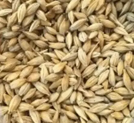 جو خارجی|لوازم جانبی حیوانات|آبدانان, |دیوار