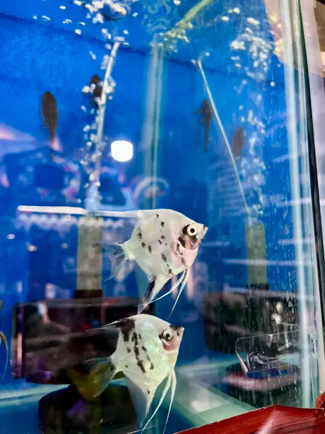 تنها فروشگاه گارانتی دار با ارسال رای*گان در شیراز|ماهی|شیراز, شهرک گلستان|دیوار