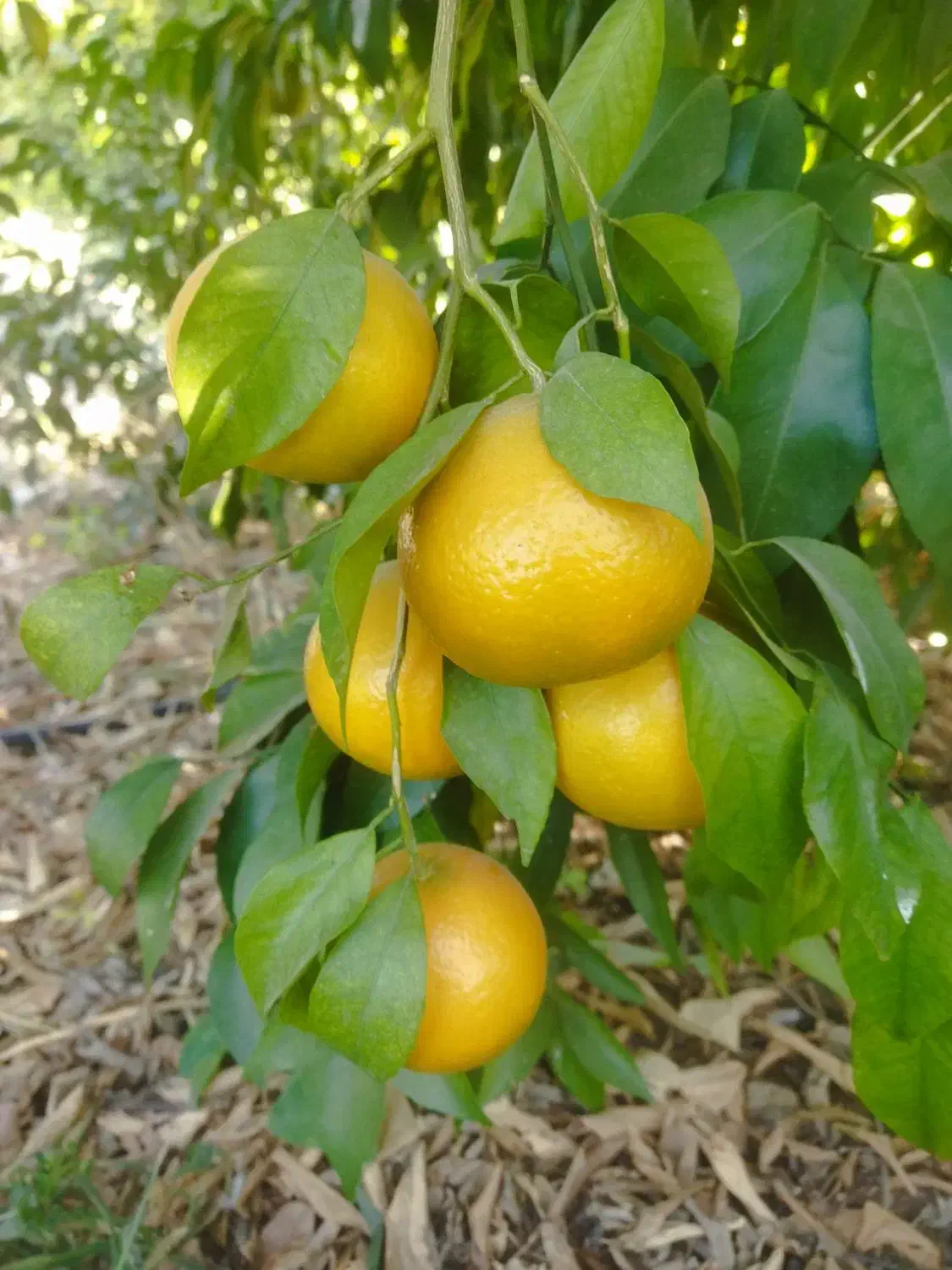 نارنگی(خارو)|عمدهفروشی|چرام, |دیوار