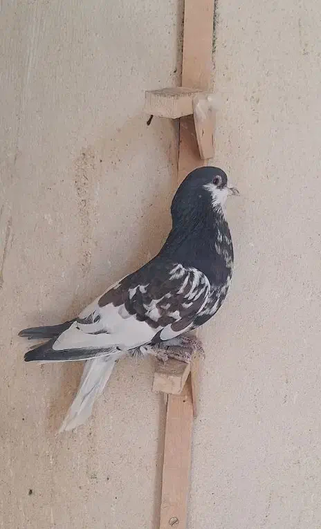 کفتر|پرنده|شیراز, مسلم|دیوار
