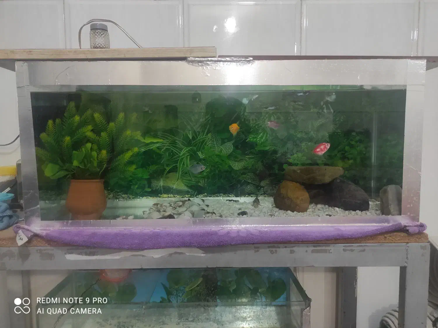 آکواریوم|ماهی|قم, شاد قلی|دیوار