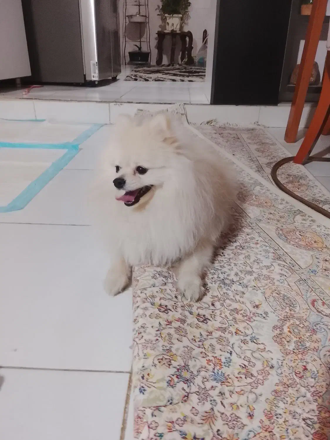 پامربو فیس عروسکی|سگ|فردیس, نگارستان|دیوار