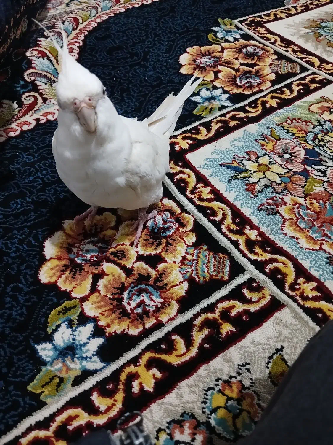 عروس هلندی|پرنده|کنگاور, |دیوار