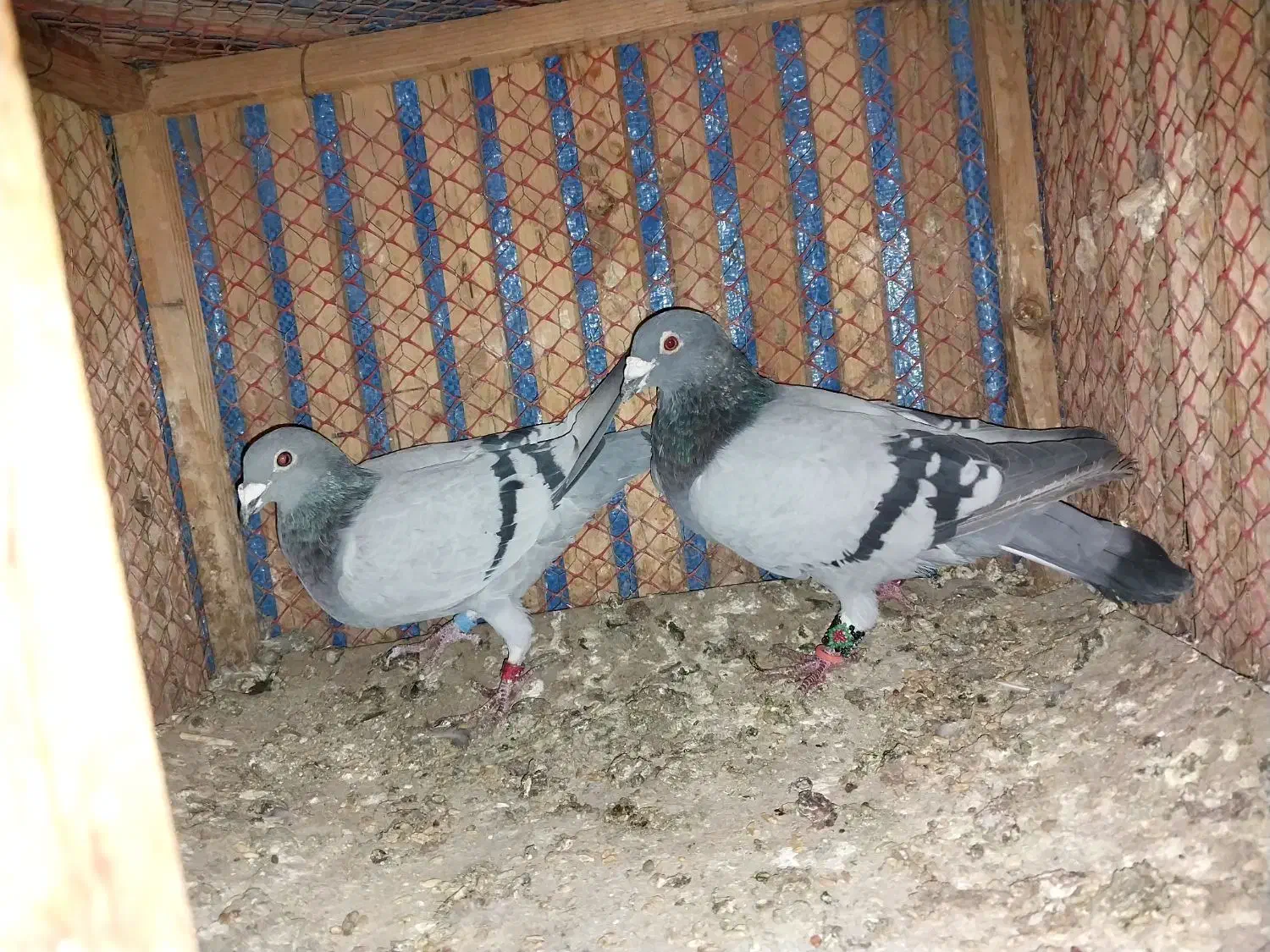 کبوتر مسافتی|پرنده|مشهد, کوی دروی|دیوار