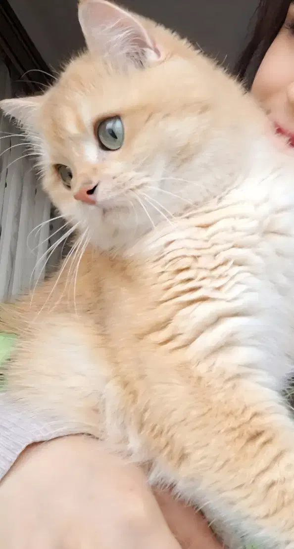 گربه بریتیش|گربه|سهند, |دیوار