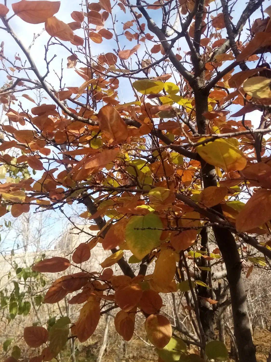 فرش نقشه باغ|فرش|فردوس (خراسان), |دیوار