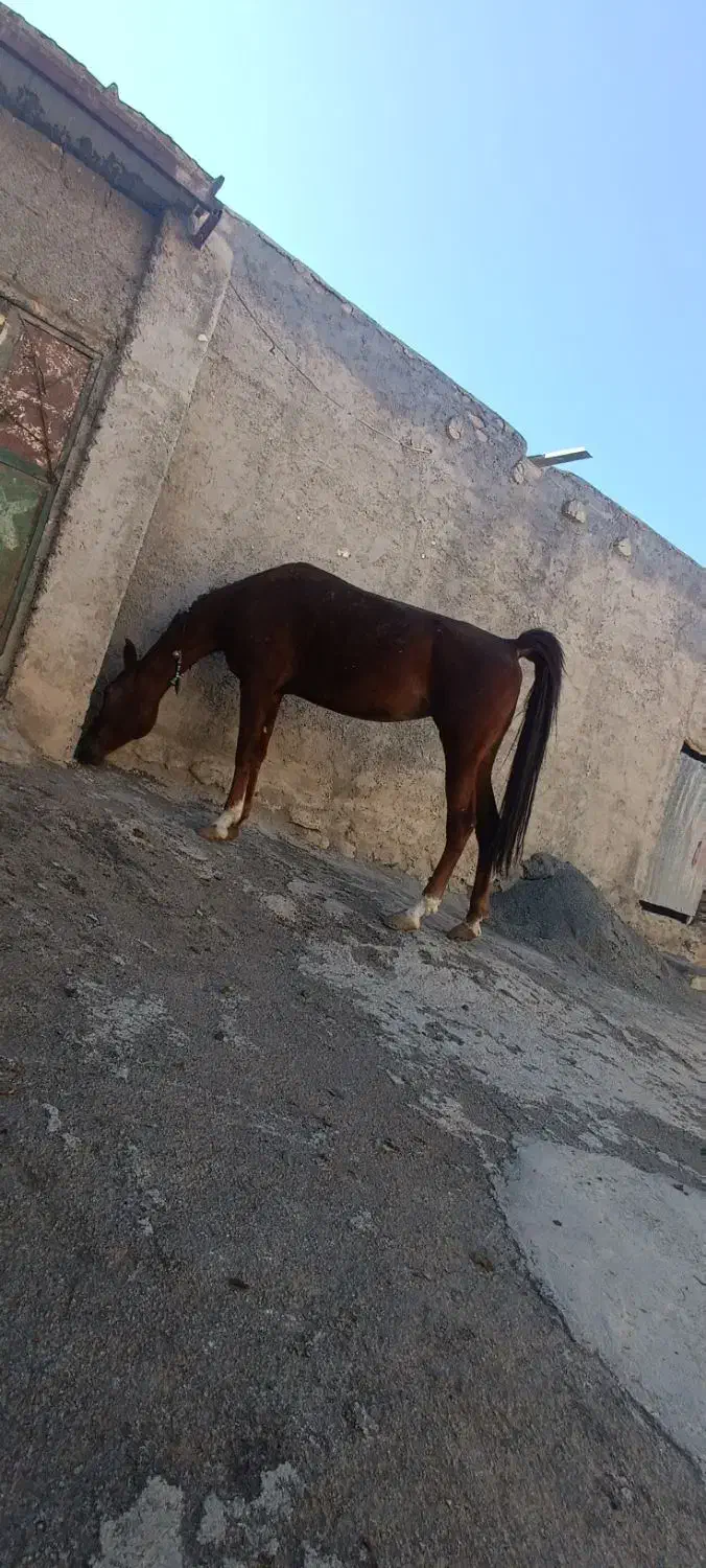 مادیان|اسب و تجهیزات اسب‌سواری|خمین, |دیوار