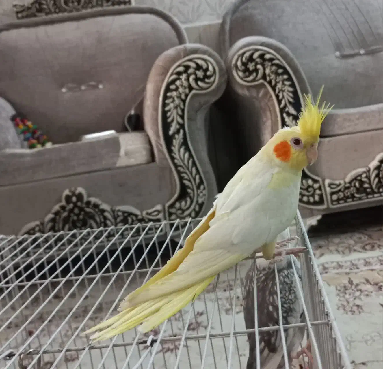 عروس هلندی نر|پرنده|مشهد, شهید بصیر|دیوار