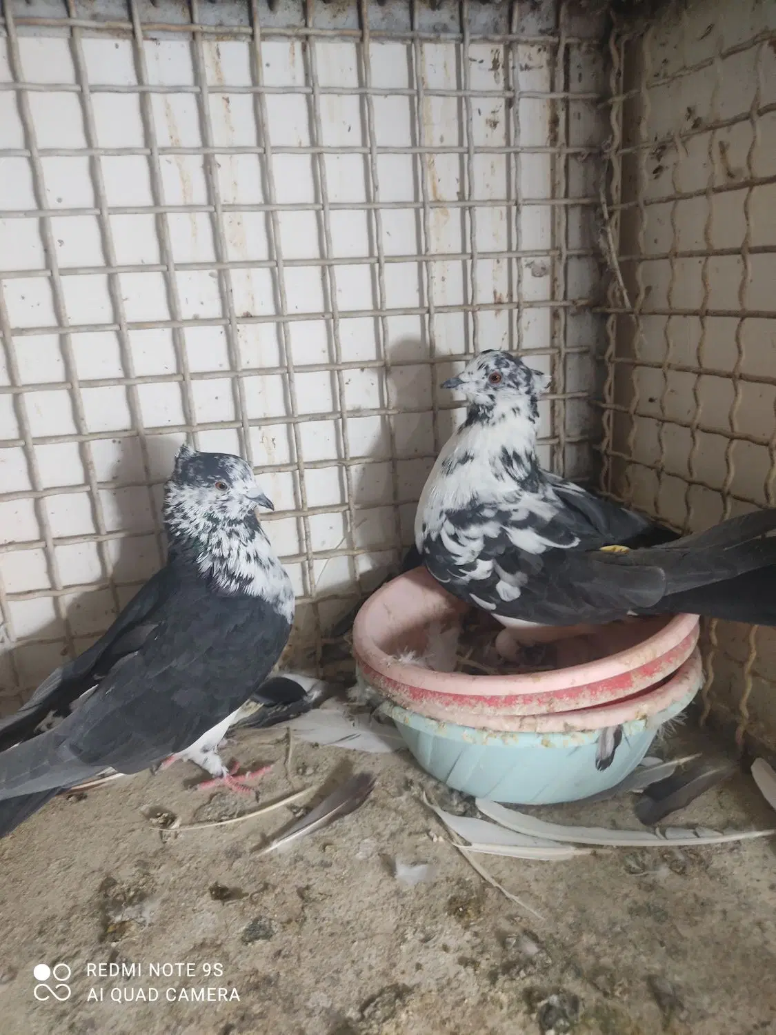 کفتر|پرنده|چهارباغ, |دیوار