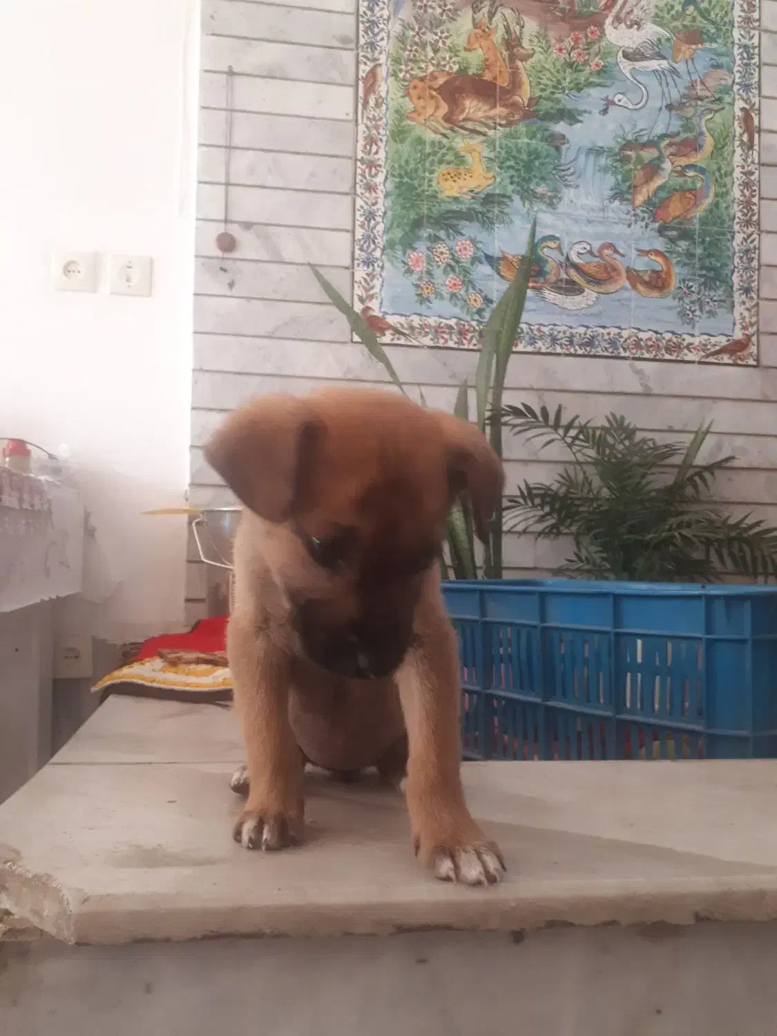 سگ اشپیتز|سگ|اصفهان, کشاورزی|دیوار