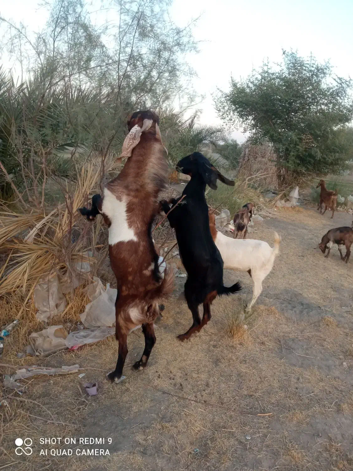 نری چاق و چله مناسب برای دامداری و کشتار|حیوانات مزرعه|قلعه گنج, |دیوار