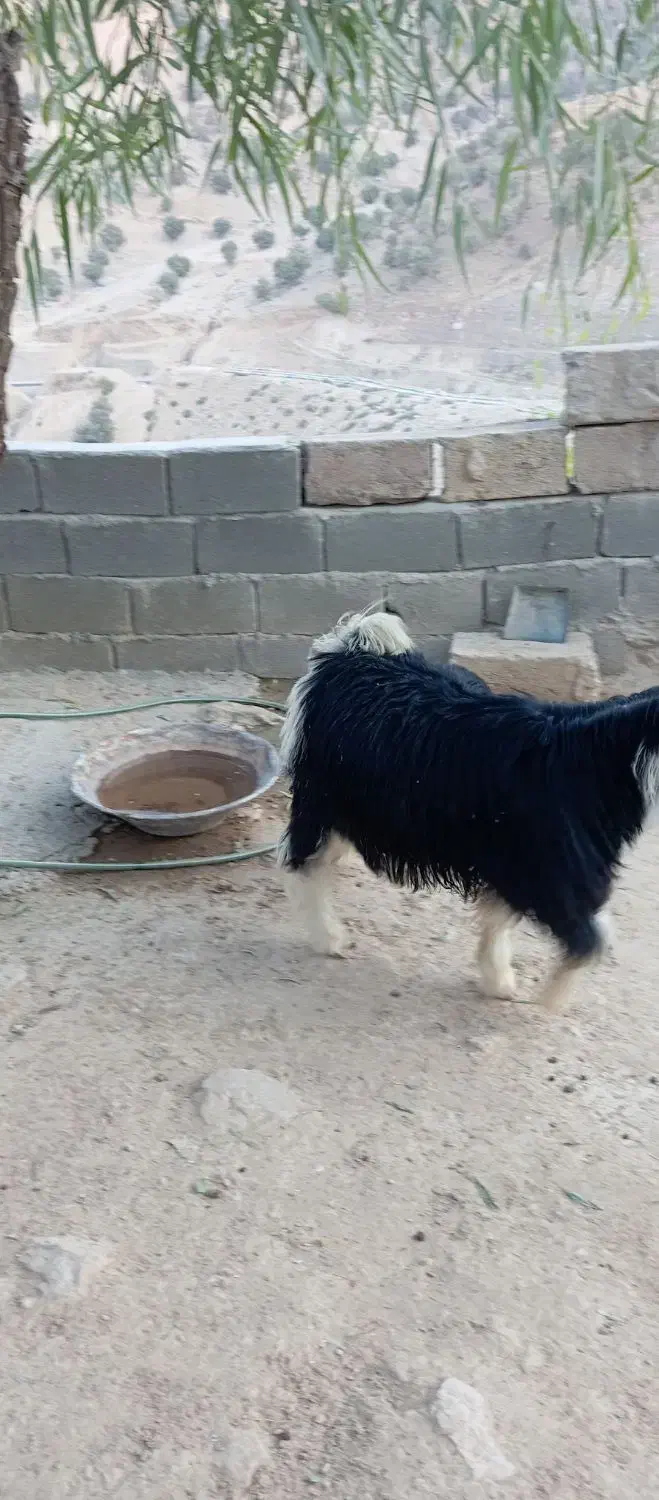 کهره و بره|حیوانات مزرعه|منج, |دیوار