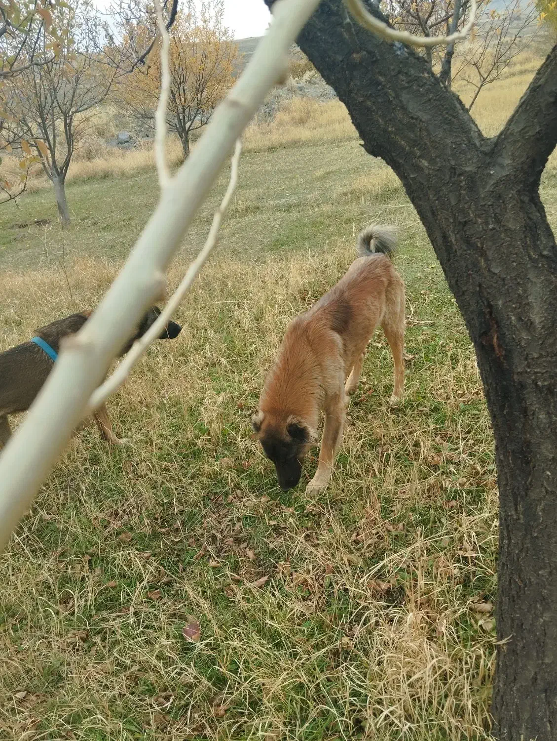 گم شده|حیوانات|اهر, |دیوار