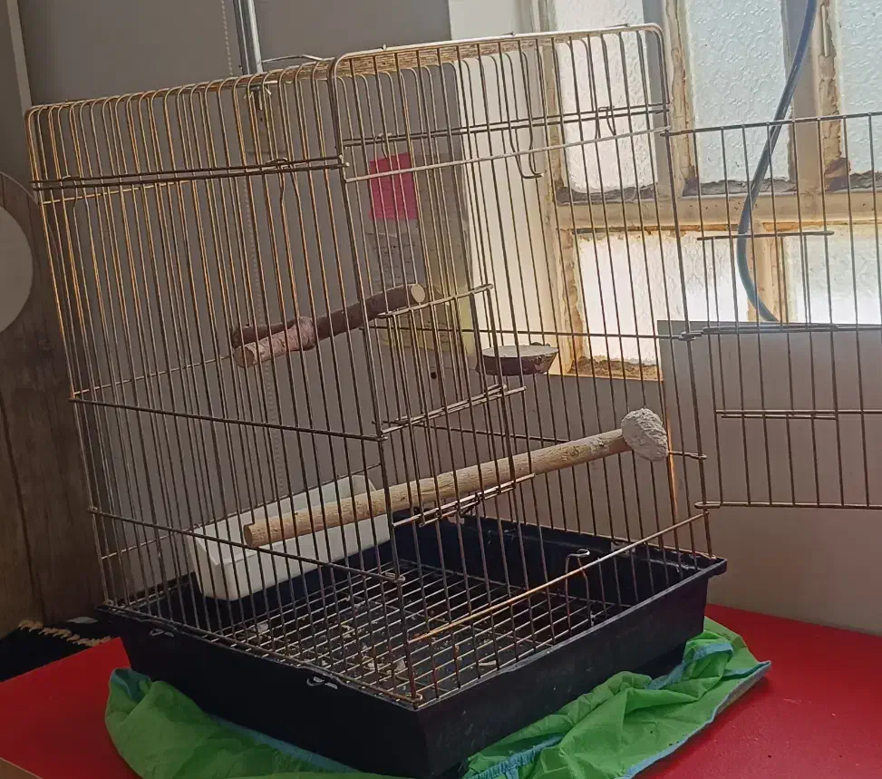 قفس عروس هلندی|لوازم جانبی حیوانات|ایلام, |دیوار