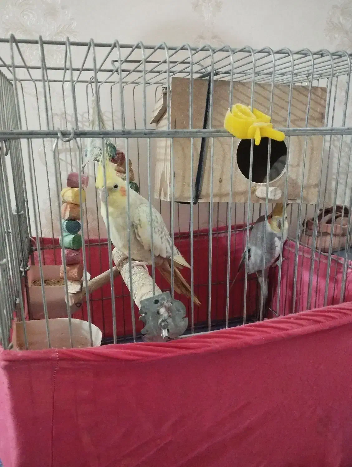 یک جفت عروس هلندی|پرنده|قرچک, باقرآباد|دیوار