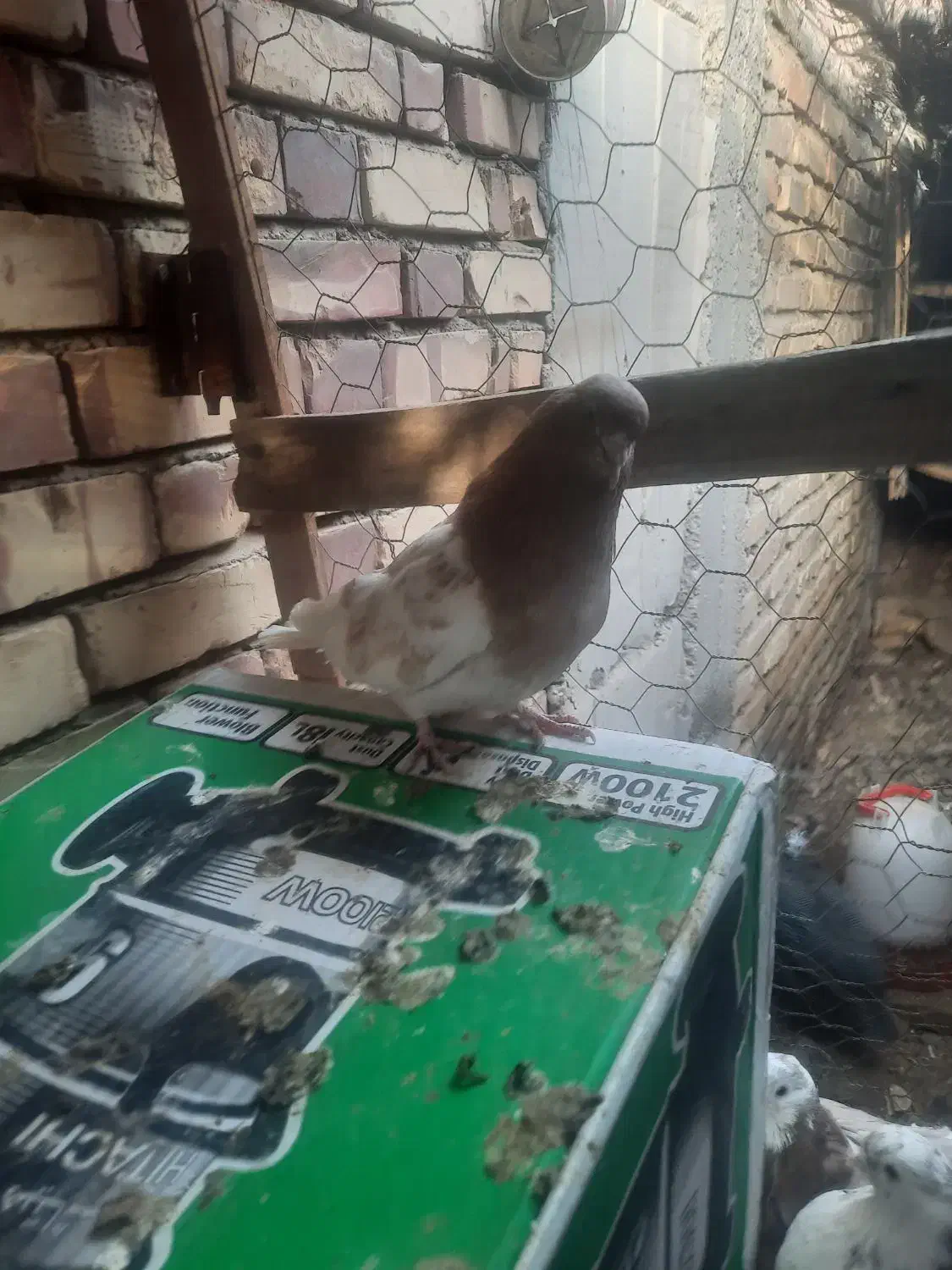 کبوتر کله زرد|پرنده|رودبار (کرمان), |دیوار