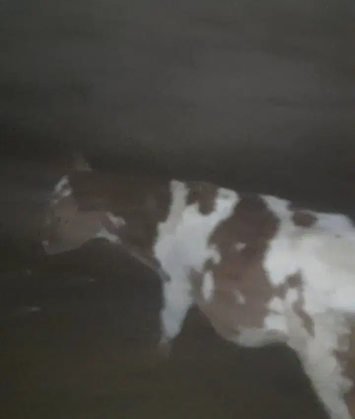 گاو شیری گوساله دار|حیوانات مزرعه|آشخانه, |دیوار