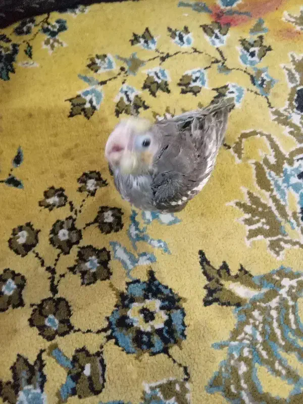 عروسسرلاکی|پرنده|بندر گز, |دیوار