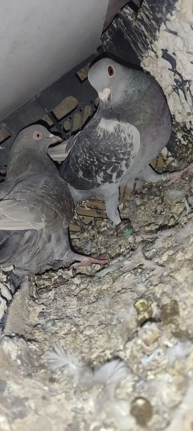 پلاکی ۲۰۰|پرنده|یاسوج, |دیوار