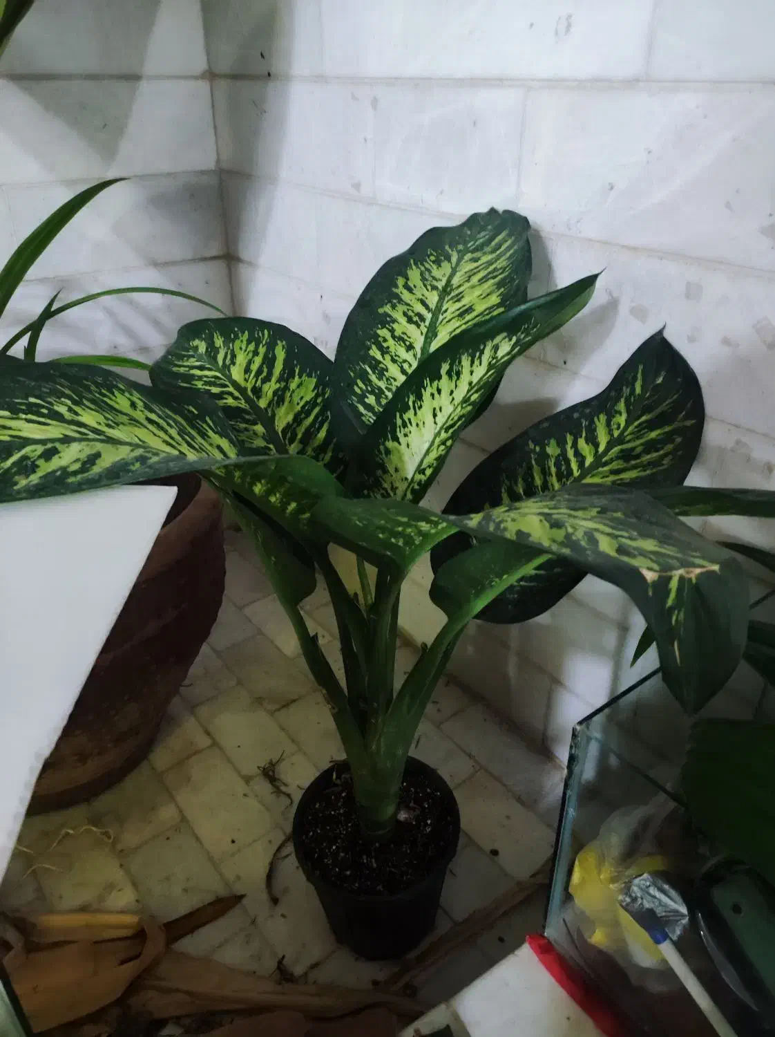 گل  دیفن باخیا|گل و گیاه طبیعی|یزد, |دیوار