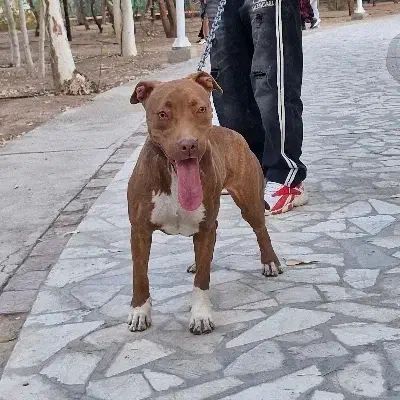 سگ پیت بول|سگ|قم, زینبیه|دیوار