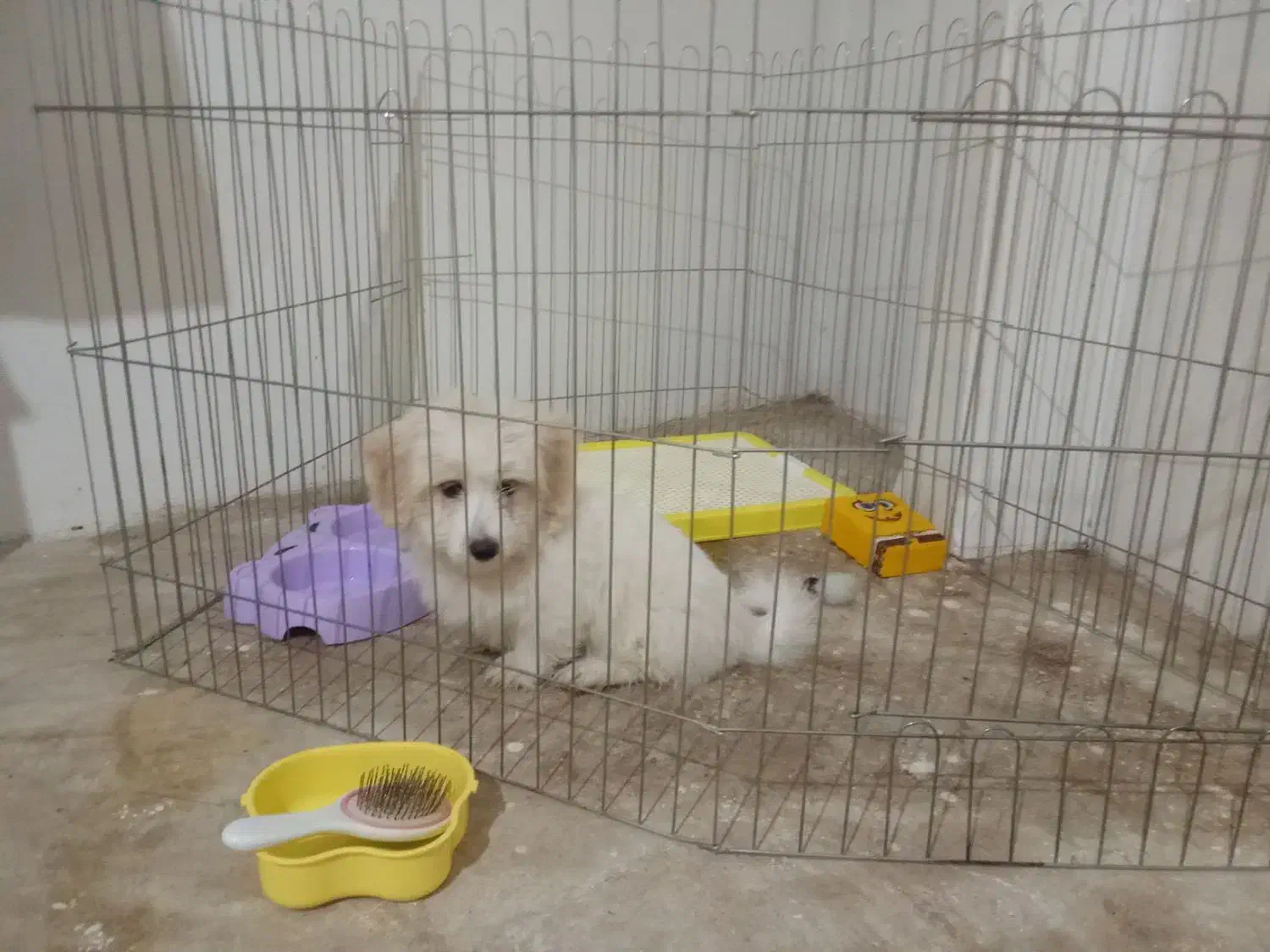 سگ نژاد دار پاکوتاه همه ی واکسن هاش خورده شده|سگ|تاکستان, |دیوار