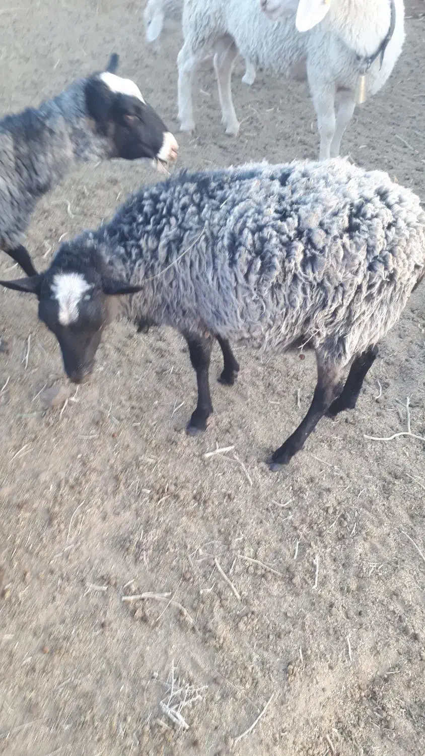 بره رومانف آبستن، لنگه چند قلو|حیوانات مزرعه|جلگه ماژان, |دیوار